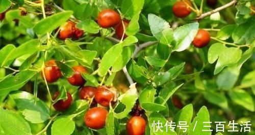 滋補身體|女性過了40歲常吃3種食物，補充營養，滋補身體，好吃又不貴
