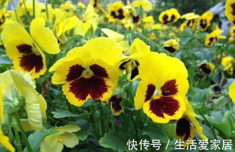 马利筋|从8月31日开始,家养此款花卉,花叶蹭蹭的爆盆,邻居都羡慕