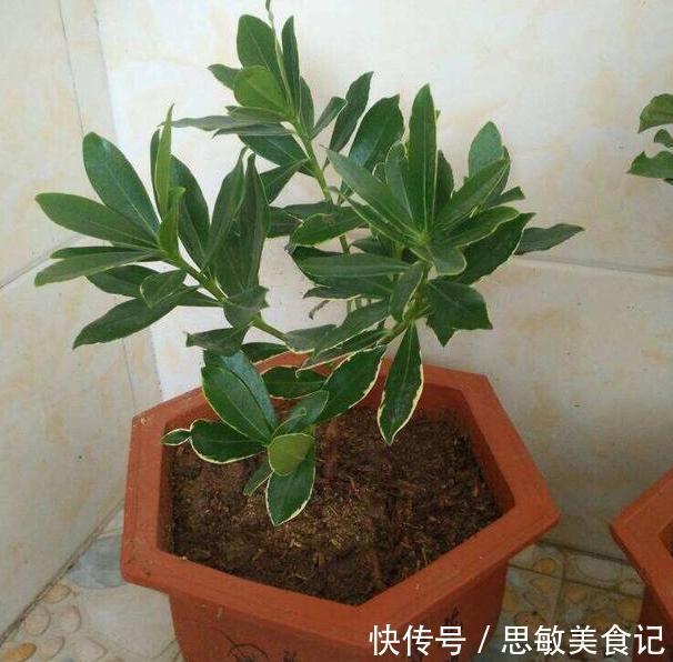 养月季、茉莉不如盆栽金边瑞香,花期长、花朵多,花开满屋飘香