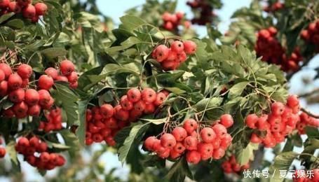 含有|山楂被含有很多营养,和此物搭配,带来的好处让人意想不到