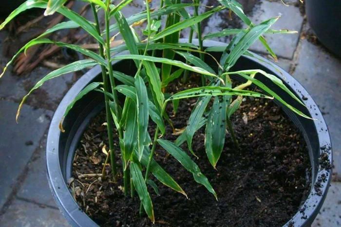 香菜|养花难就种菜，五种“再生菜”养起来，一茬接一茬，收获满满