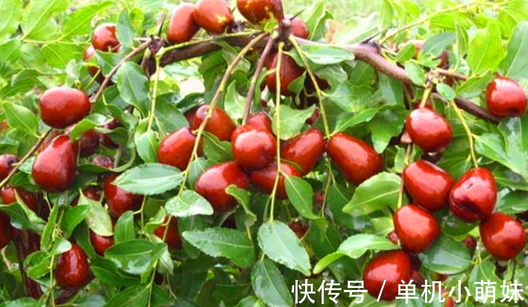 子孙|民间俗语“院中有五树,子孙一直富”,说的是什么树?依据是什么