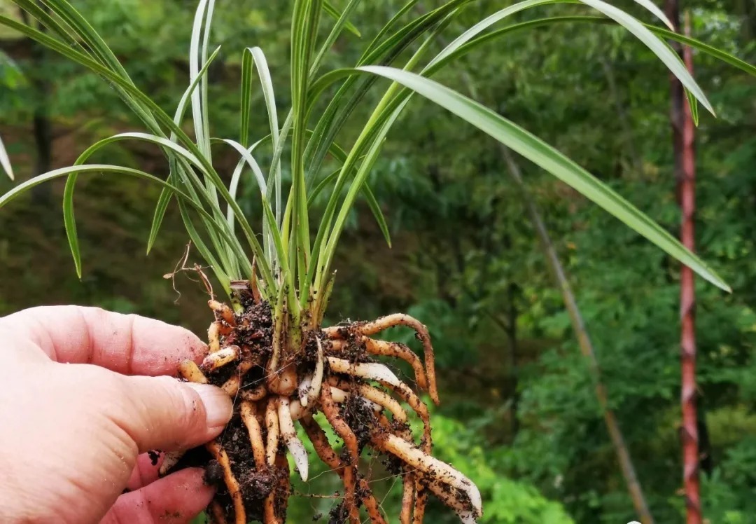 种植|兰花种植前，究竟要不要清洗兰根、浸泡药水？4种原因要明白