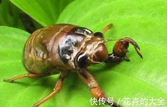 如来$唐僧为啥叫金蝉子而不是金禅子?1字之差,却暗藏重要信息