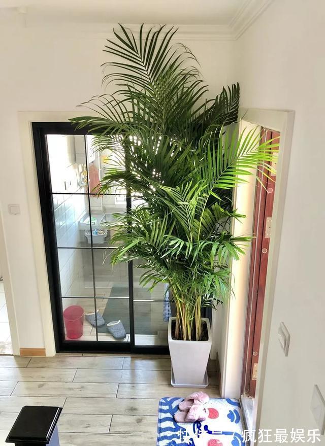 室内盆栽6种耐阴花,高端上档次,叶子越长越大!