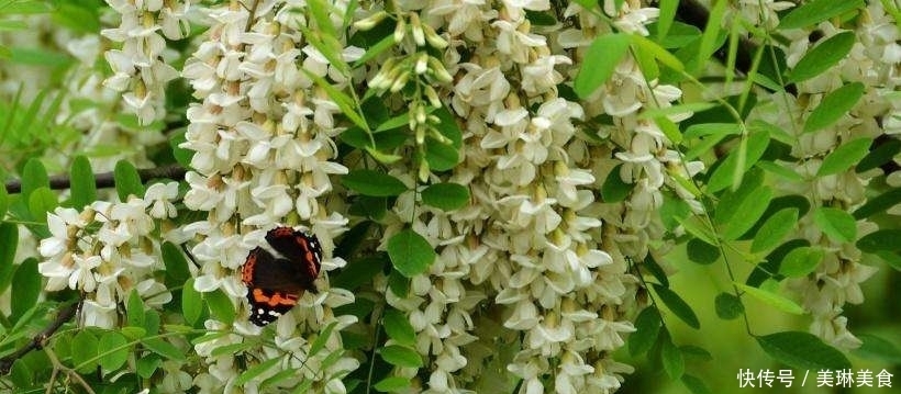 百合莲子粥|家里养此5种花,好看好闻,关键花朵还能吃,真是美味!