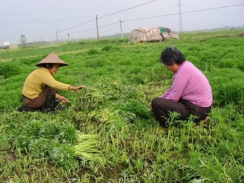 杆子|湖边这种野草，二月吃根，三月吃苗，很多人赶早去挖，炒腊肉一绝