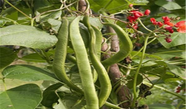 家里种些红花菜豆要如何高效栽培 教你病虫害防治措施 快资讯