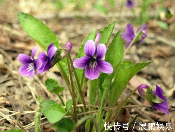 此花是为了纪念曾经的美丽所盛开的花,淡淡的紫色好看又优雅