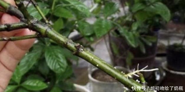 生根|在家扦插1种“香花”,枝条沾点水,插土壤里生根发芽,变盆栽!