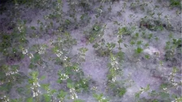 意境#苏轼的一首词,违背了科学,却被世人普遍认可,意境妙不可言