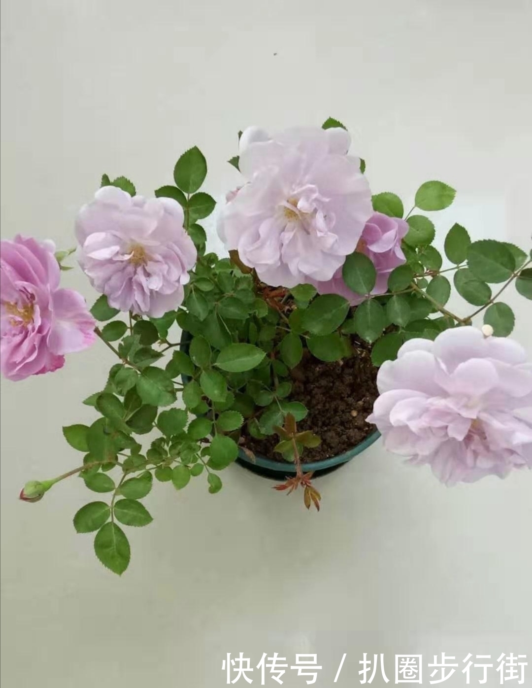 你的那些盆栽月季长得如何？