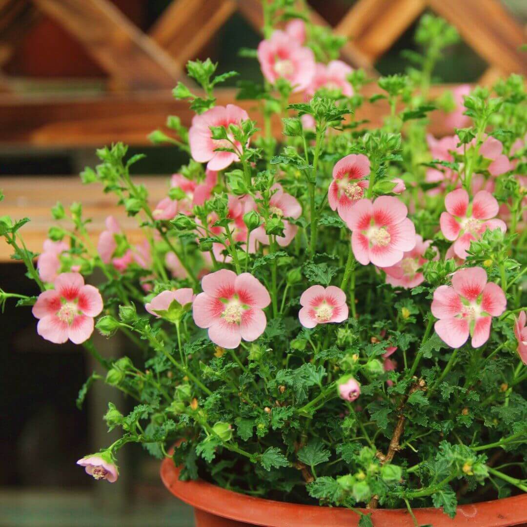 适合新手养护的几种花，香味逼人，好养活又非常美丽