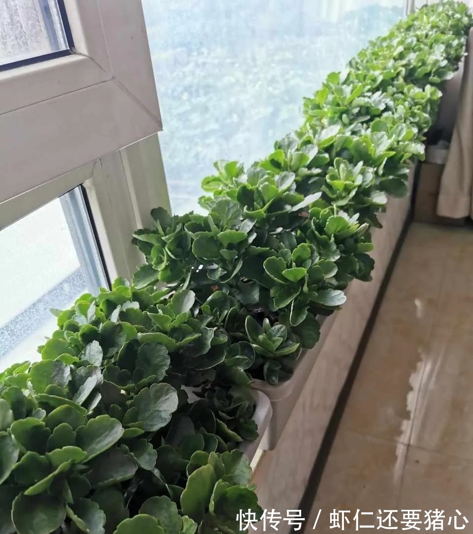 秋天养长寿花,二多做一少做,年底不但有花看,还能爆盆!