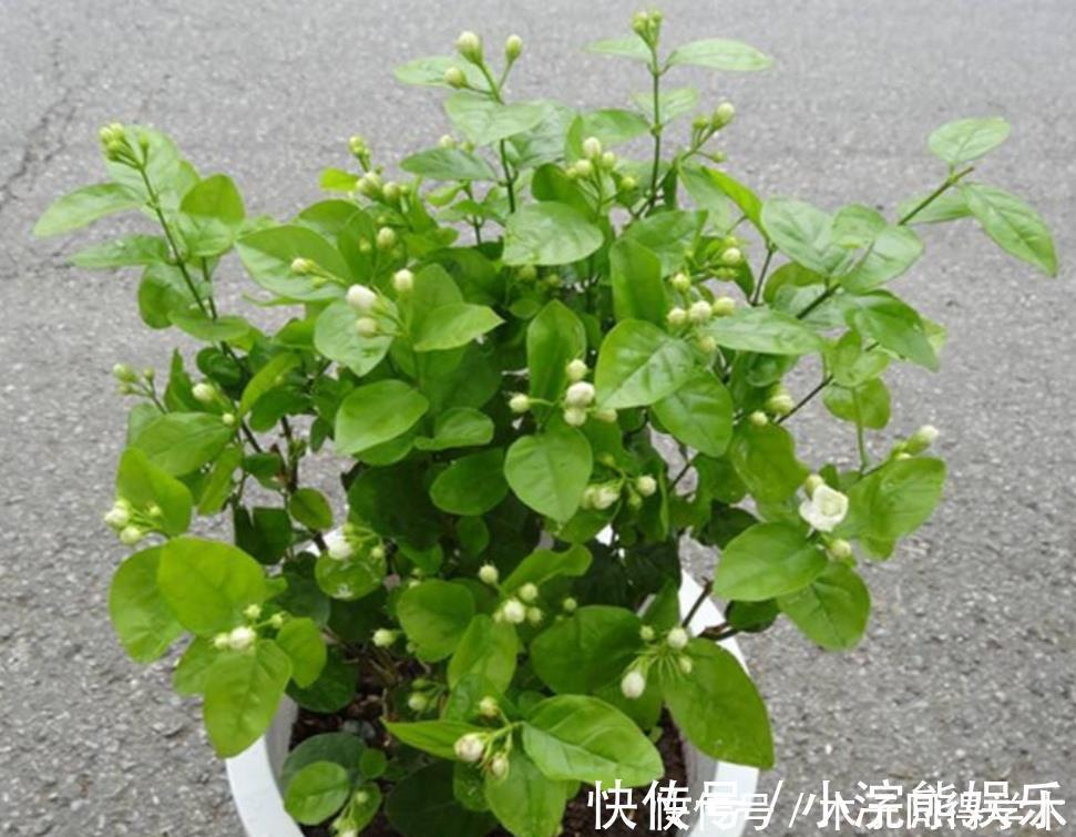 植株|茉莉花简单处理一下，开花一茬接一茬，整个夏天都有花看