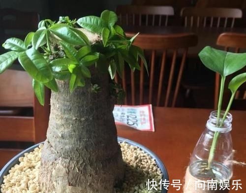 欣赏感|聪明人养花就养3种,可镇宅招财、有益健康,养护也省心