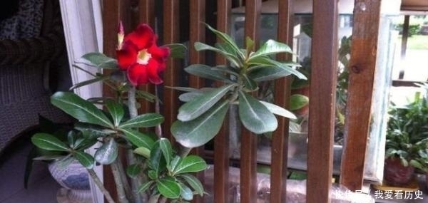 沙漠玫瑰，掌握这些，长得既好看，又霸气