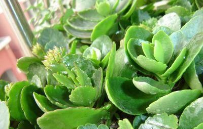 枝条|长寿花枝条变软,剪1刀,浇点这种水,过年就开花