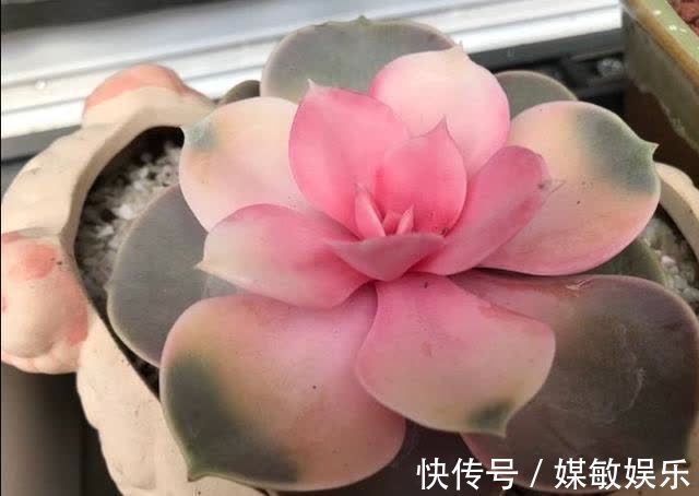4种“陷阱”花,不适合新手,花店遇到要避开,别白花买花钱