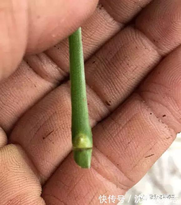 木香|月季养成树,开花一团团,轻松开成大花球,阳台也能养得好!