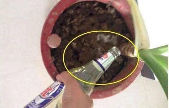 盆土变硬如“石头”,不用换盆,浇这“2种水”,比新土还松软