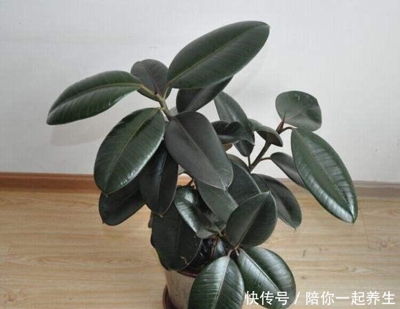 橡皮树长得那么慢,叶片开始没光泽,它爱吃的“零食”你喂了吗!