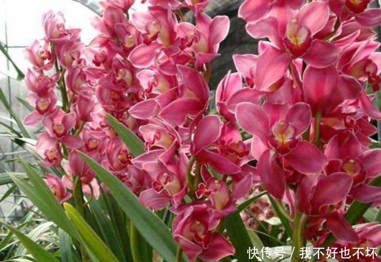 4种花好养又漂亮,一开就是200多天,一开花就停不下来