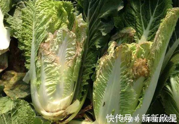 白菜|天然“止咳药”发现了，家家厨房都有的特效药，治疗感冒，防咳嗽