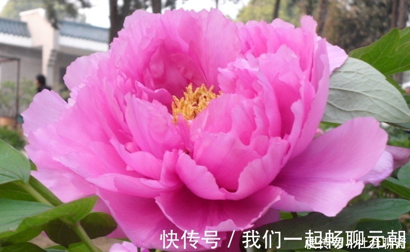 花王|此花属于中国十大名花，曾作为中国的国花，被尊誉为“花王”