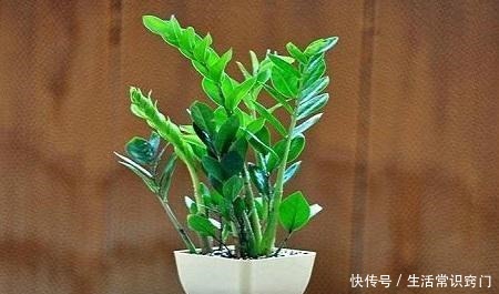 家里养花就养这“3种”,比发财树更“旺宅”,养个10盆也不多!