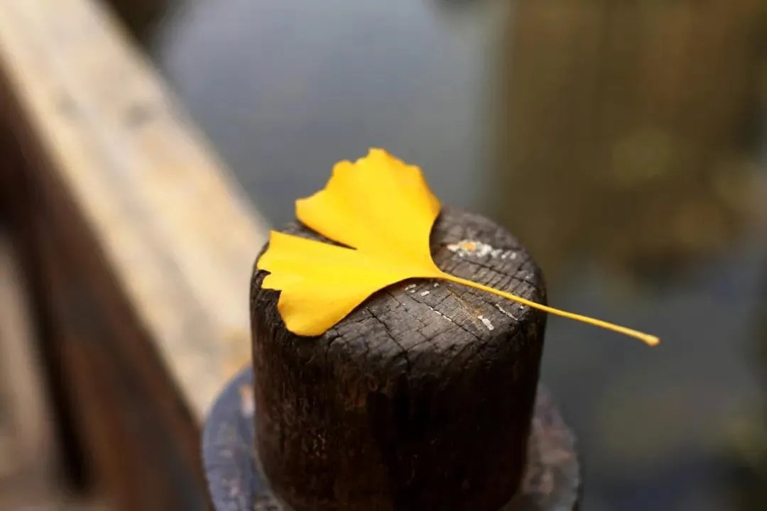 王维！诗词丨十月，愿时光放慢，许故人不散