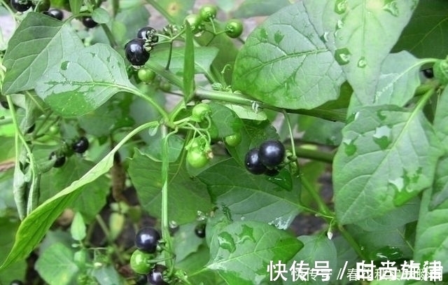野生植物|1种长在路边的“杂草”,叶可吃、果可吃全身是宝,价值珍贵