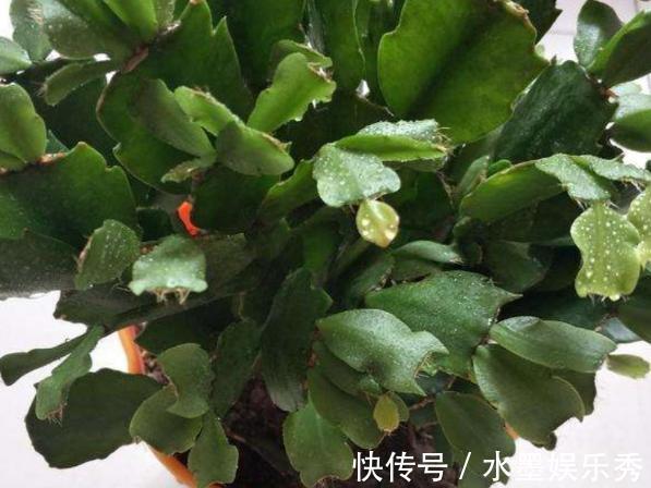 养蟹爪兰，这么浇水不仅不会死，反而开花越来越多