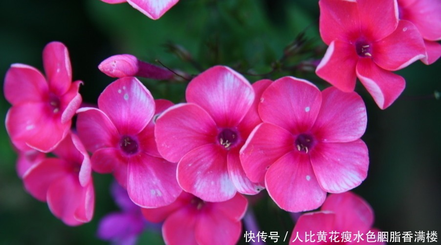 喜欢养护花卉,就选择花期长,花色艳,美丽漂亮能爆盆的5种花卉