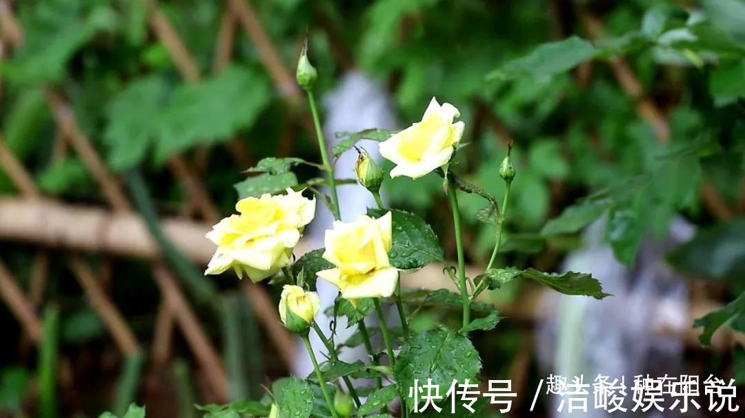 台友们|揭开月季、玫瑰与欧月身世之谜,选花多、貌美、香气浓的来栽种