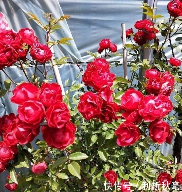 我国“最香爬藤花”,比桂花还要香,家里种一棵香得不得了