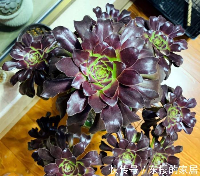 法师|多肉黑法师如何通过砍头一变多