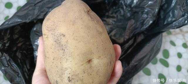 土豆芽能吃吗小贴士教你如何防止他发芽,你可以放心地储存土豆