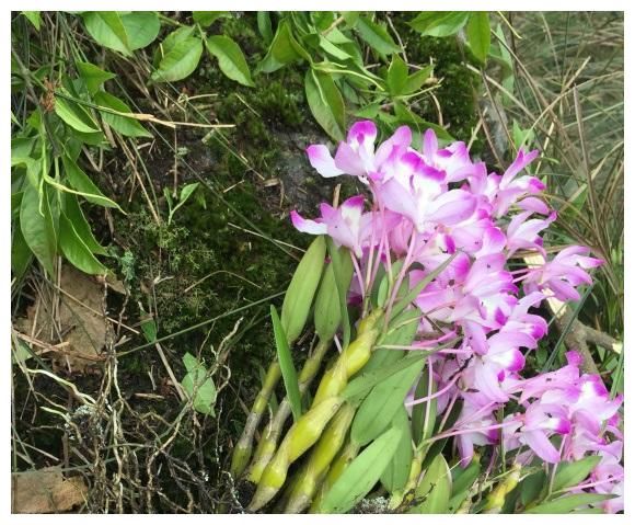 用一块木头就能养的花，不需要施肥，只要浇浇水，夏天就能开