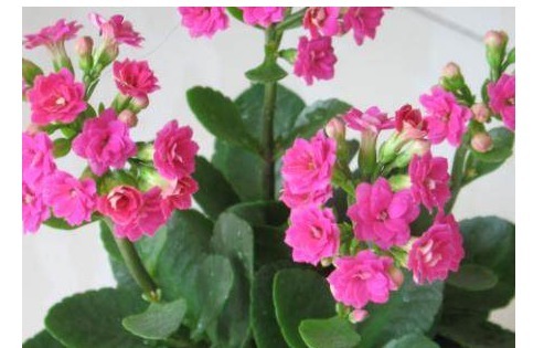 老爸给长寿花浇水时加了点它，花苞开满枝头，枝繁叶绿