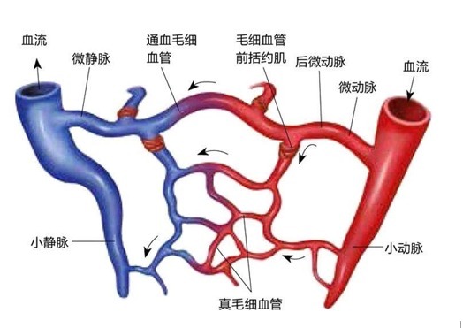 发生|重视微循环!微循环障碍是百病之源!