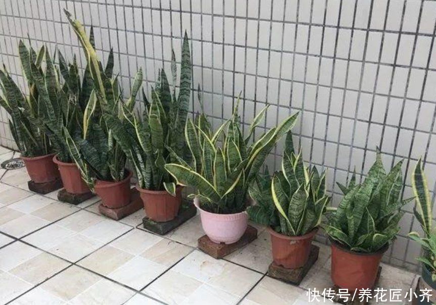 花盆|给花换盆的“错误”操作，很多人都这样做，下次一定要改