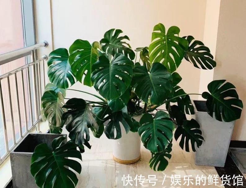 龟背|龟背竹室内盆栽养不好？掌握住这3个技巧，叶子长得比脸盆大
