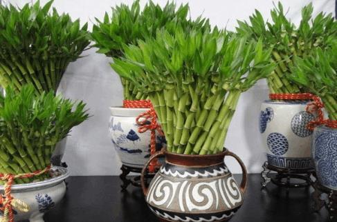 做生意的人都喜欢养的5款植物,好养活,寓意好