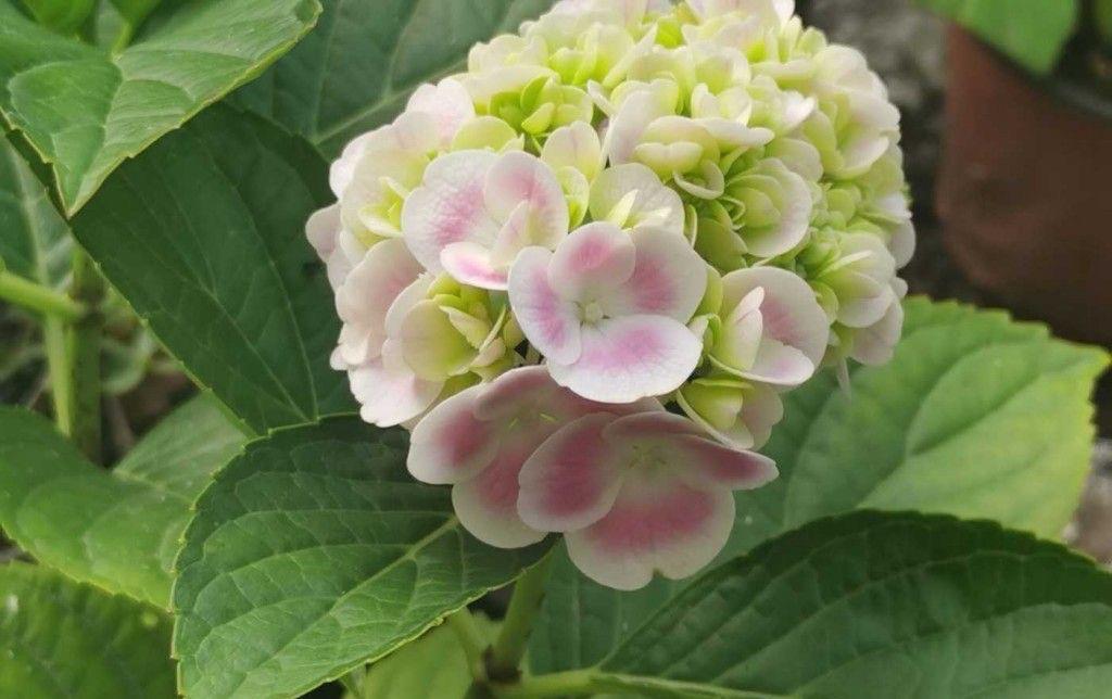 夏季|绣球花凋谢了之后，做好“3步”，来年花球更大，花开爆