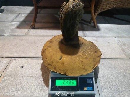 景东|2.8公斤巨型野生牛肝菌现身云南景东