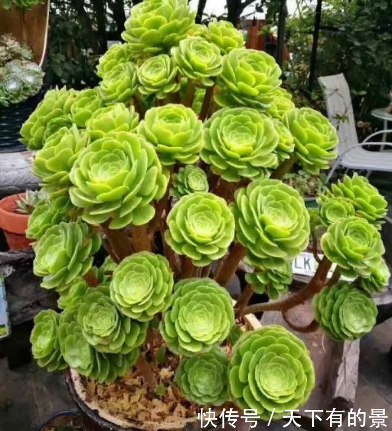 多肉法师这样养,壮实漂亮,个头更大,轻松养出多头