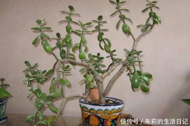 室内养玉树，注意3个“细节”，叶油绿肥厚，枝子壮，长爆盆！