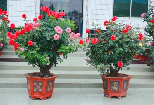 此花造型优美,一棵可开多种颜色的花朵,开花时邻居都羡慕