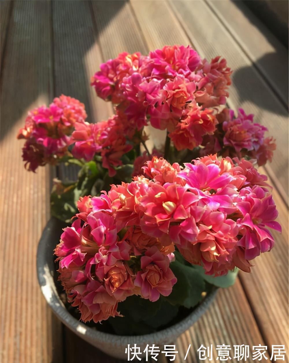 长寿花为什么不开花?先不要放弃,可能是花期推迟了